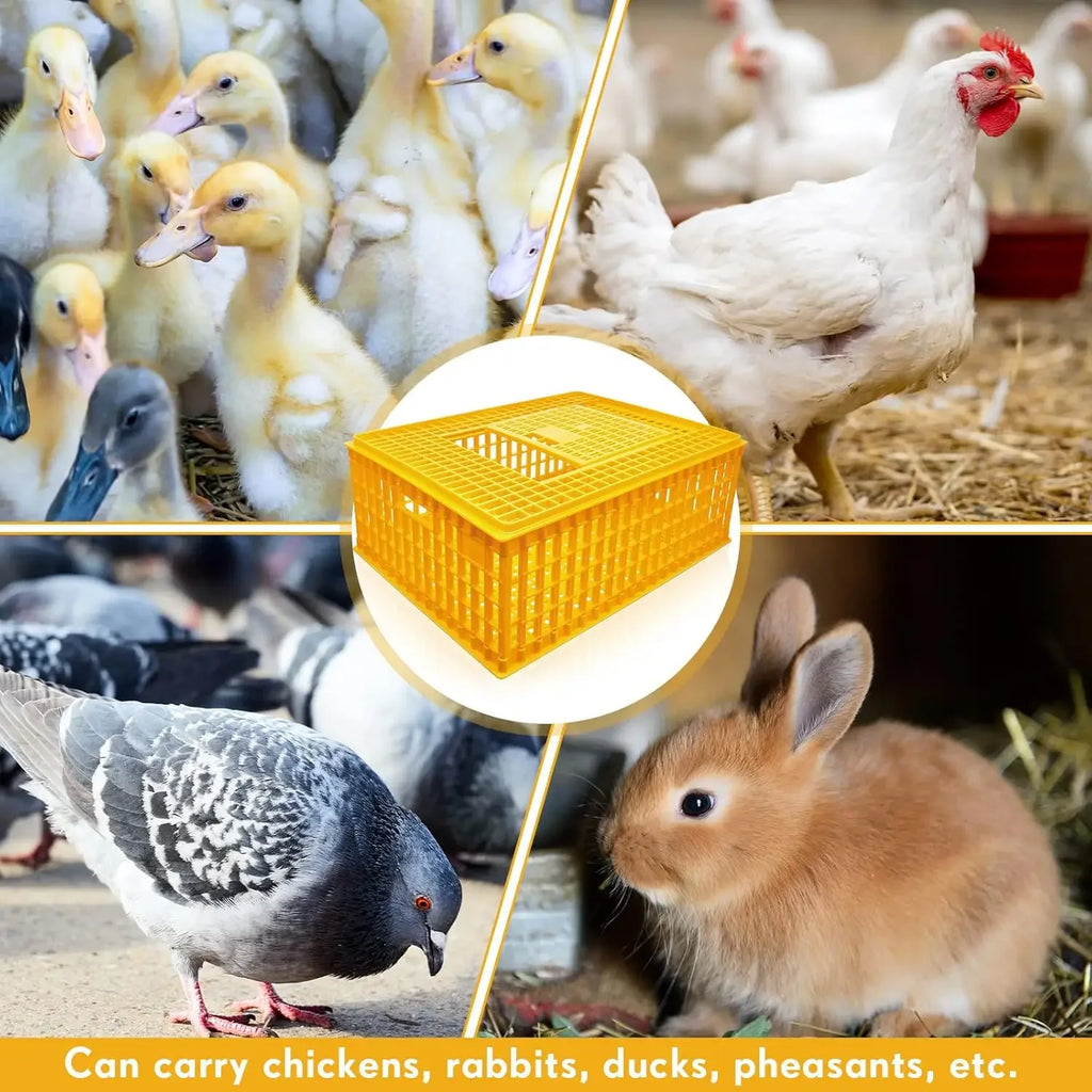 Jaula de Transporte de Plástico para Pollos – Pack 2