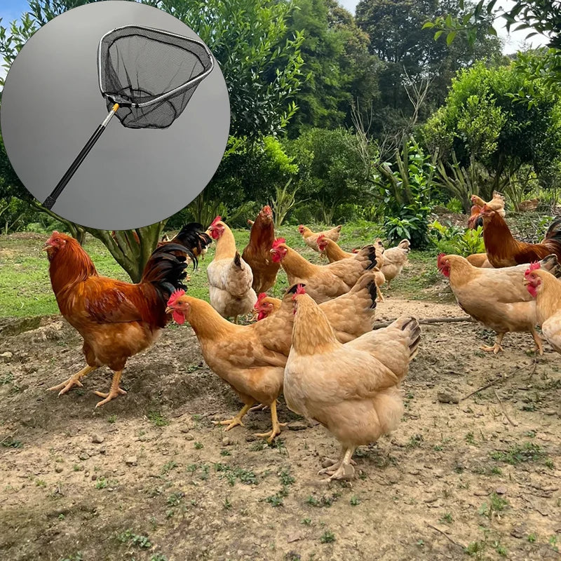 Kit de Captura de Pollos – Red y Gancho Telescópico
