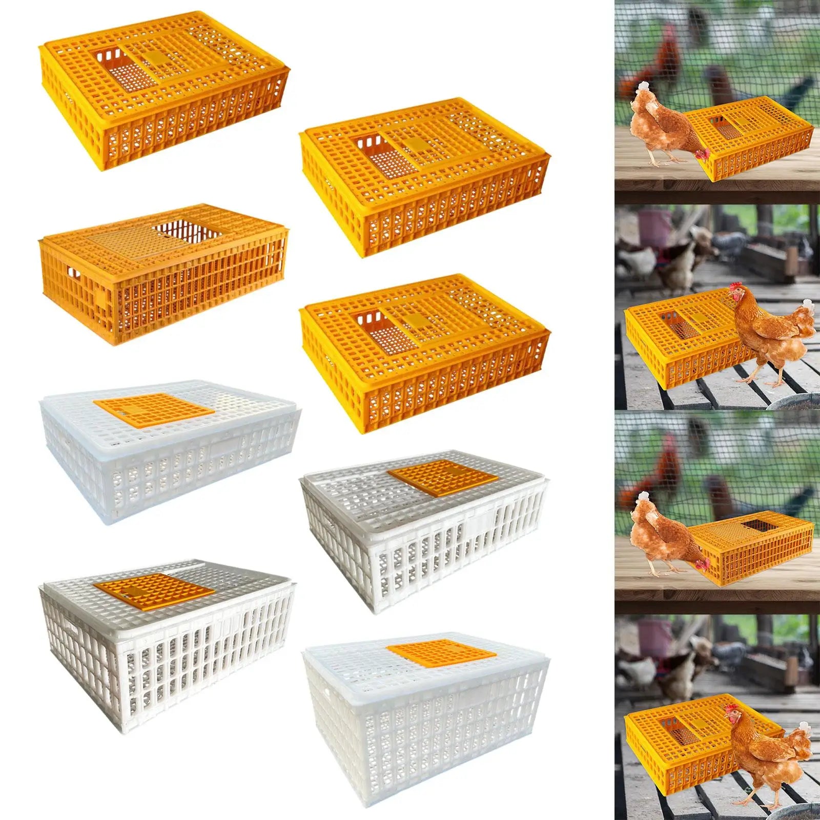 Jaula de Transporte de Pollos de Plástico – Alta Capacidad