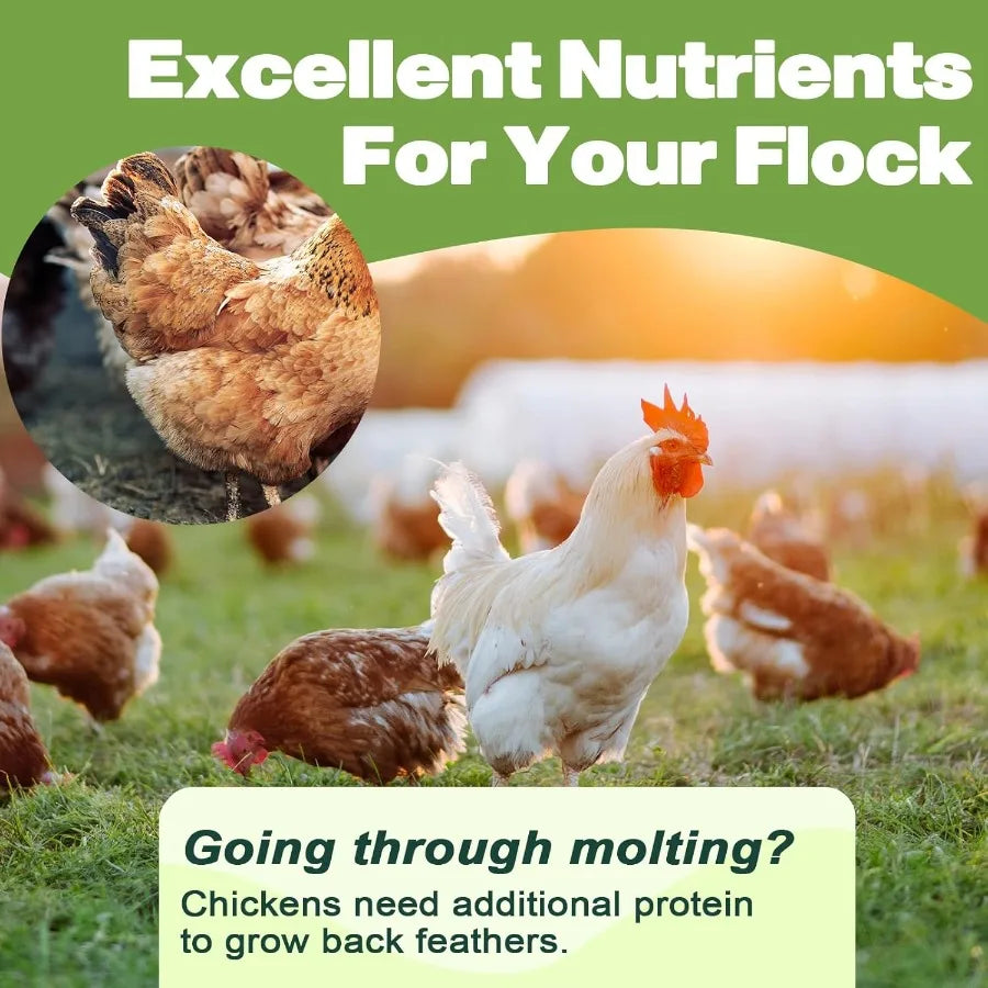 Gusanos de Harina Deshidratados 22LB Alto Proteína para Gallinas