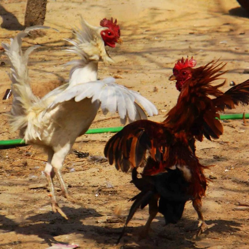 Protectores de Espolón para Gallinas 4 Piezas
