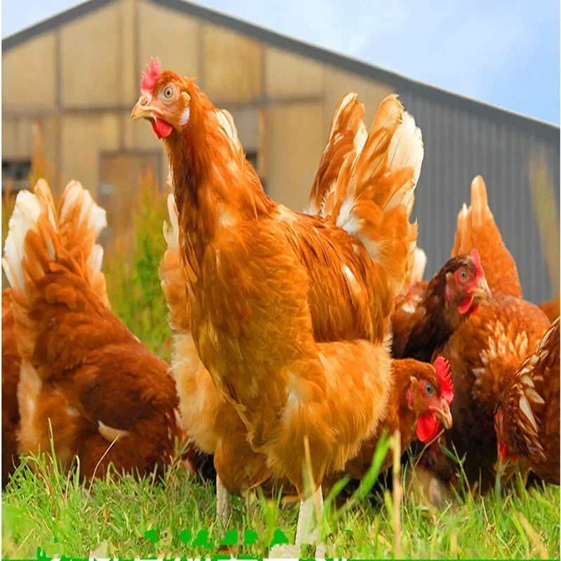 Carophyll Rojo 10% Canthaxantina Aditivo para Gallinas
