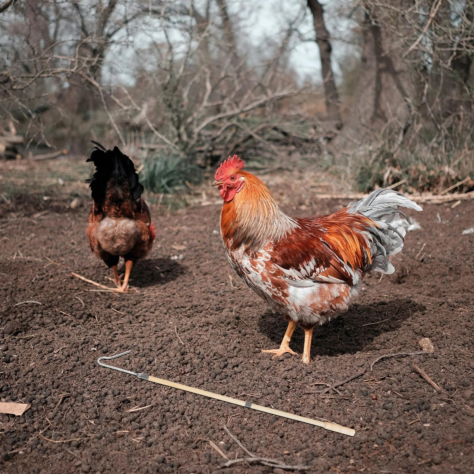 Gancho Resistente para Atrapar Pollos