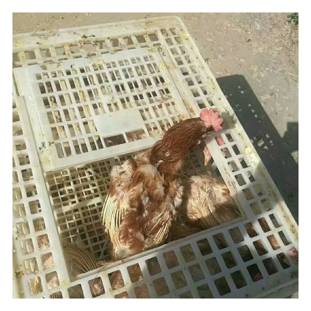 Caja de Transporte de Pollo de Plástico
