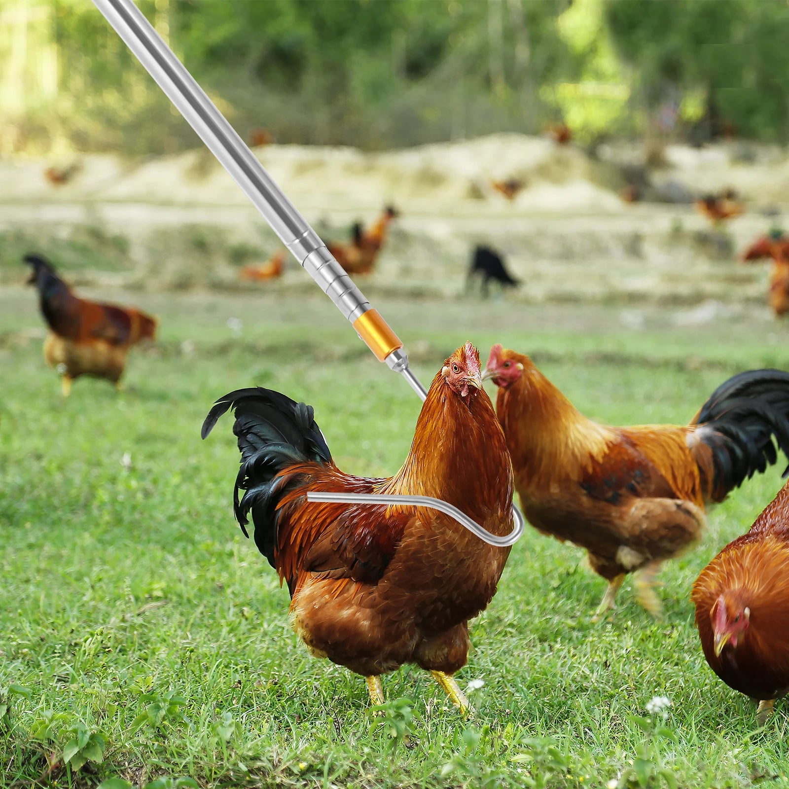 Gancho y Red de Acero para Atrapar Pollos – Kit Retráctil