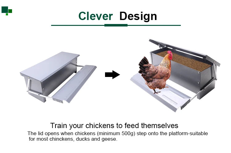 Comedero Automático para Pollos con Pedal