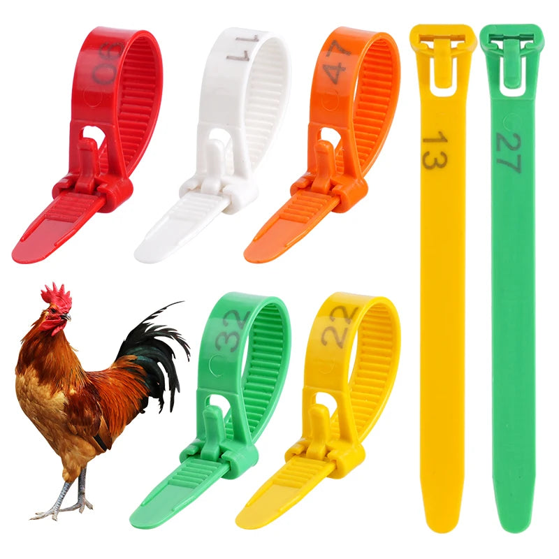 Anillos Ajustables para Patas de Pollo – Pack 50/100 Uds.