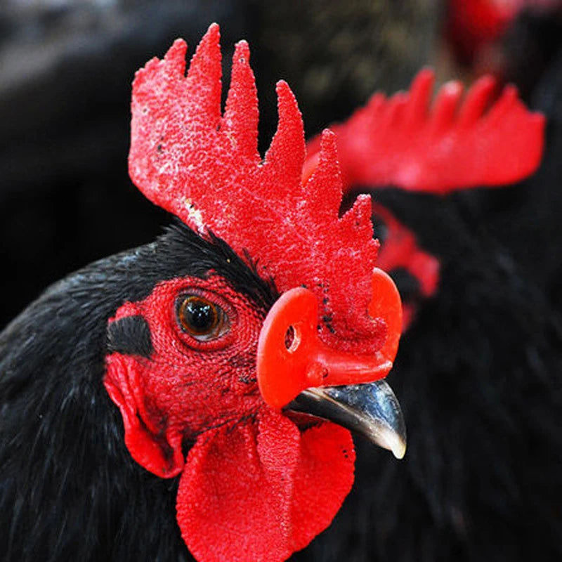 Gafas Antipicoteo para Aves de Corral – Pack 50