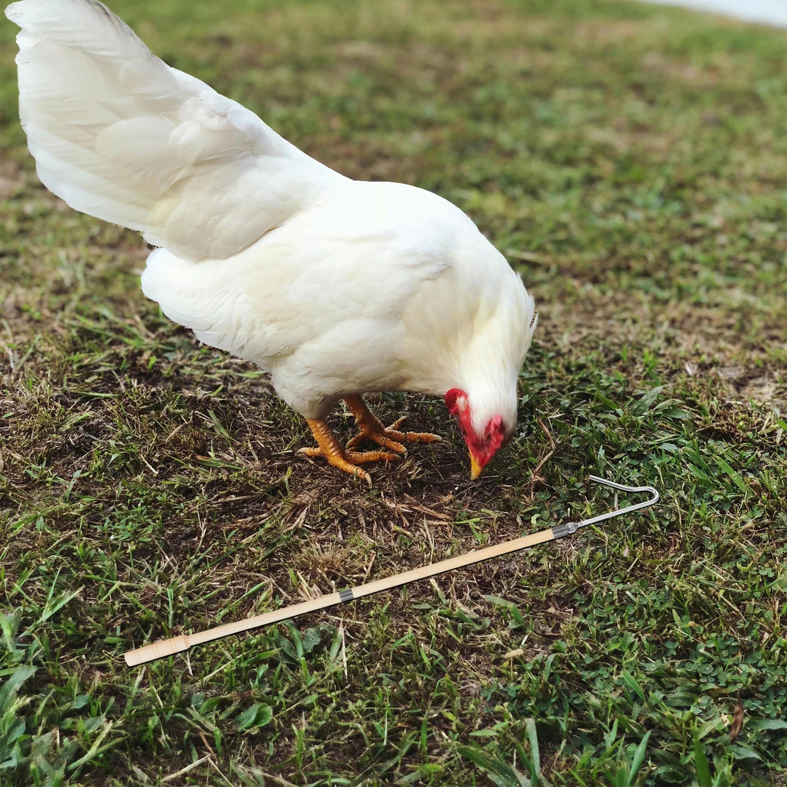 Gancho Resistente para Atrapar Pollos
