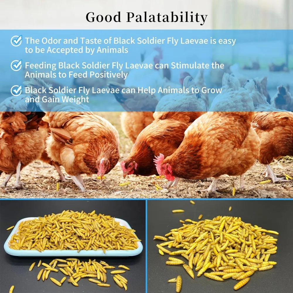 Larvas de Mosca Soldado Negra Alta Proteína para Gallinas