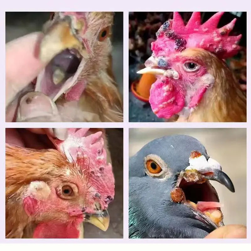 Suplemento Líquido Honeysuckle 100ml para Aves de Corral