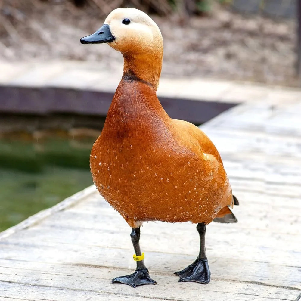 Anillos Numerados para Pies de Pollos y Aves de Corral