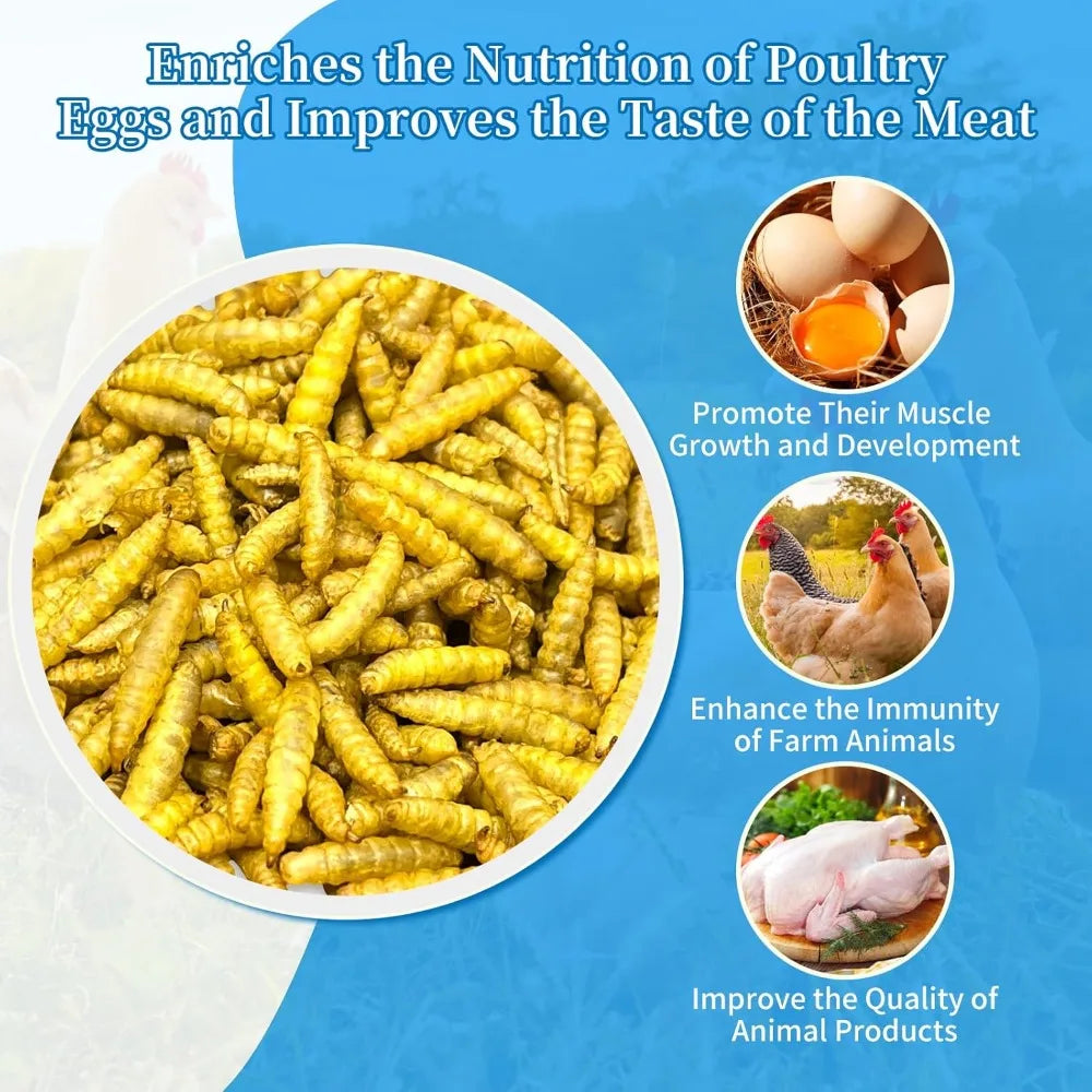 Larvas de Mosca Soldado Negra Alta Proteína para Gallinas