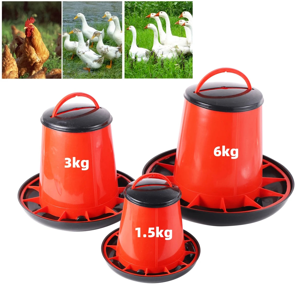 Cubo Comedero Automático para Pollos