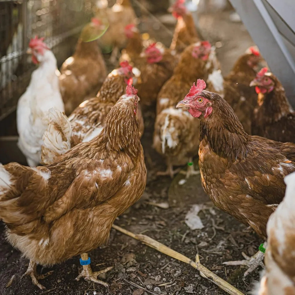 Anillos Numerados para Pies de Pollos y Aves de Corral