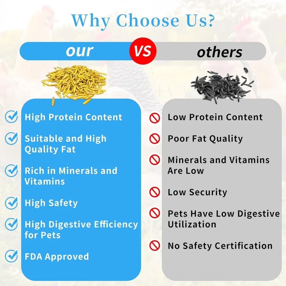 Larvas de Mosca Soldado Negra Alta Proteína para Gallinas