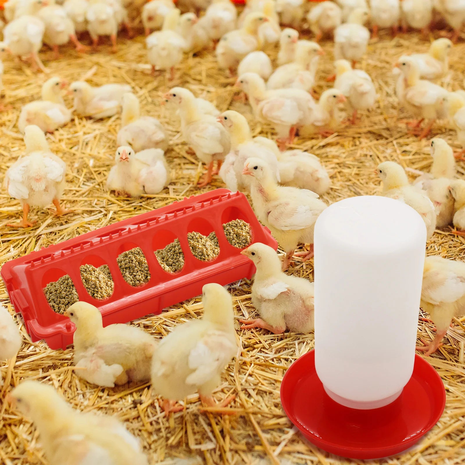 Comedero Lineal y Bebedero 1L Automático para Gallinas