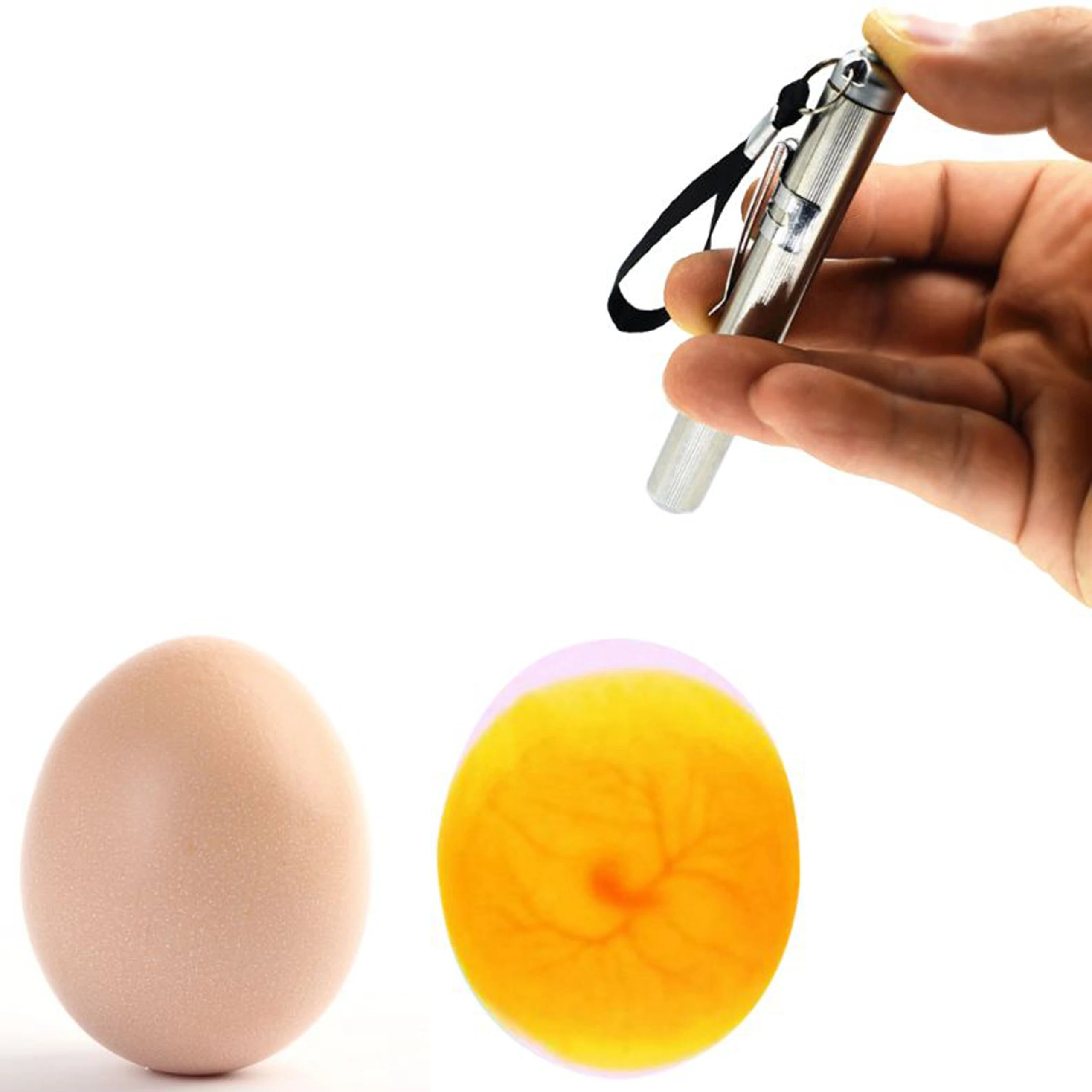 Ovoscopio LED de Acero Inoxidable para Huevos de Gallina