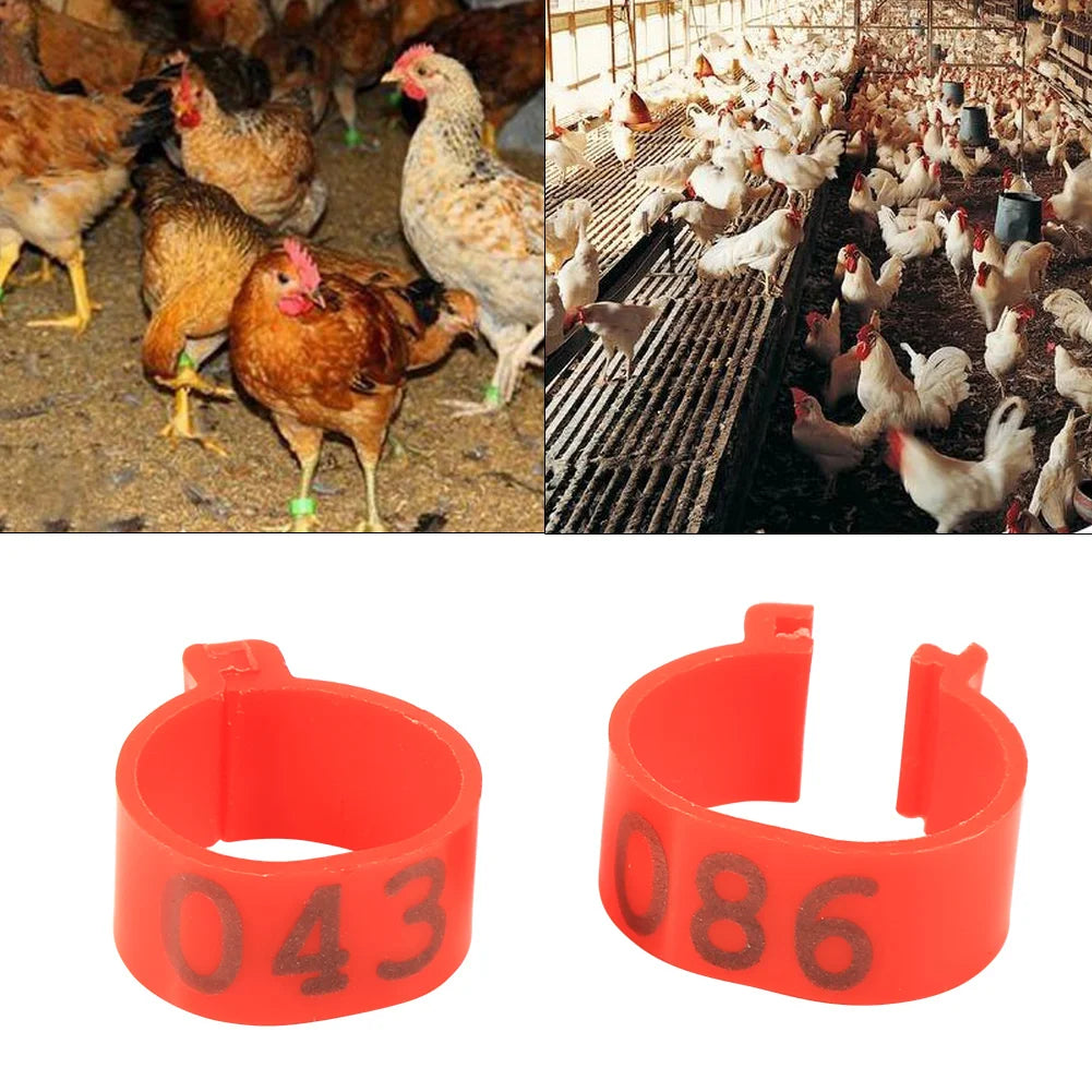 Anillos Numerados de Plástico para Patas de Aves – Pack 100 (16mm, 6 Colores)