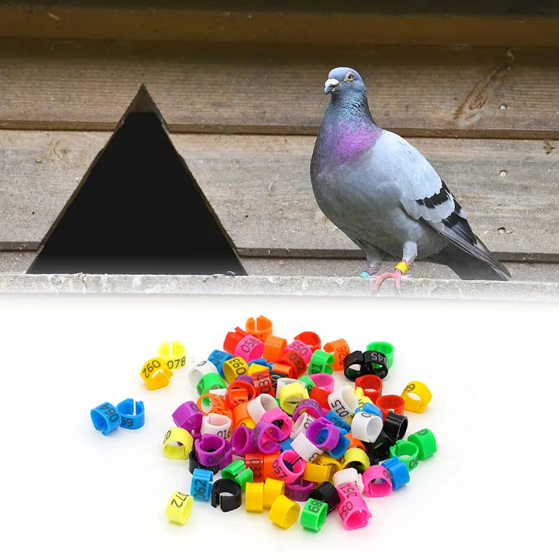 Anillos para Pies de Paloma y Aves de Corral – Pack 100