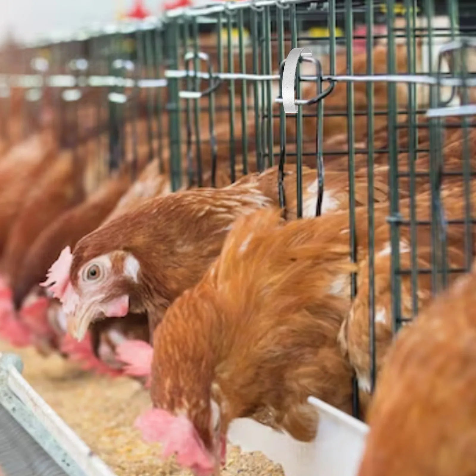 20 Ganchos de Acero para Jaulas – Resorte y Alta Resistencia